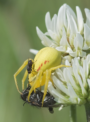 Micrommata virescens